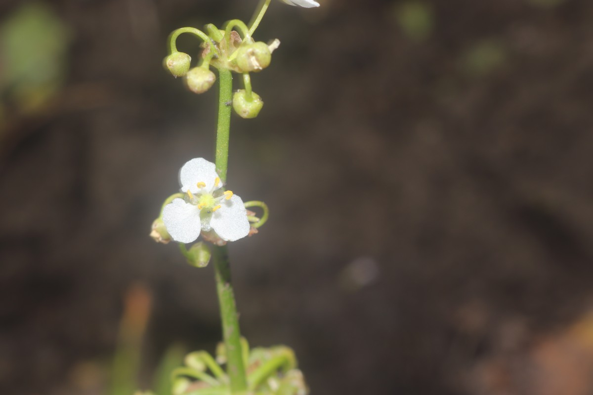 Limnophyton obtusifolium (L.) Miq.